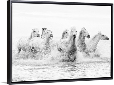 White horses of Camargue running through the water, Camargue, France