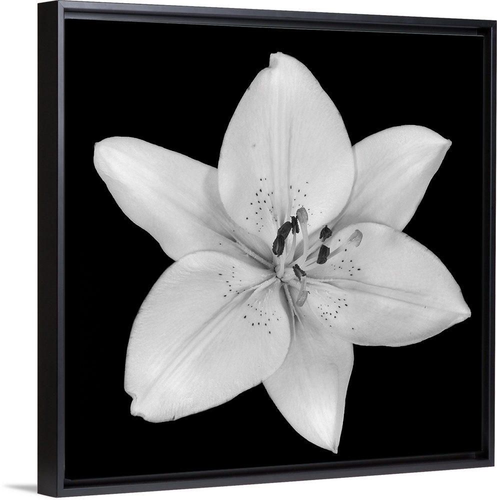 A single flower blossom on a dark backdrop in this square photographic wall art.