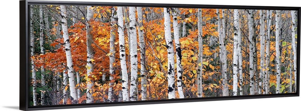 Panoramic photograph of tall bare lightly colored tree barks surrounded by autumn foliage in Ontonagon County, Michigan.