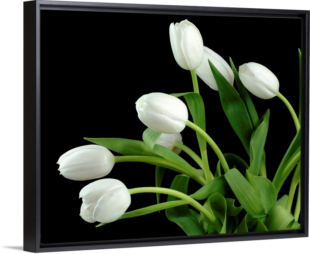 Photograph of flowers and their leaves against a dark staged background.
