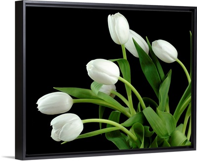 White Tulip 4