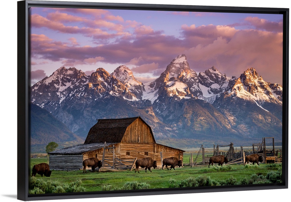 Big photo print of buffalo in front of a barn in the middle of a field with a rugged mountain range in the distance.