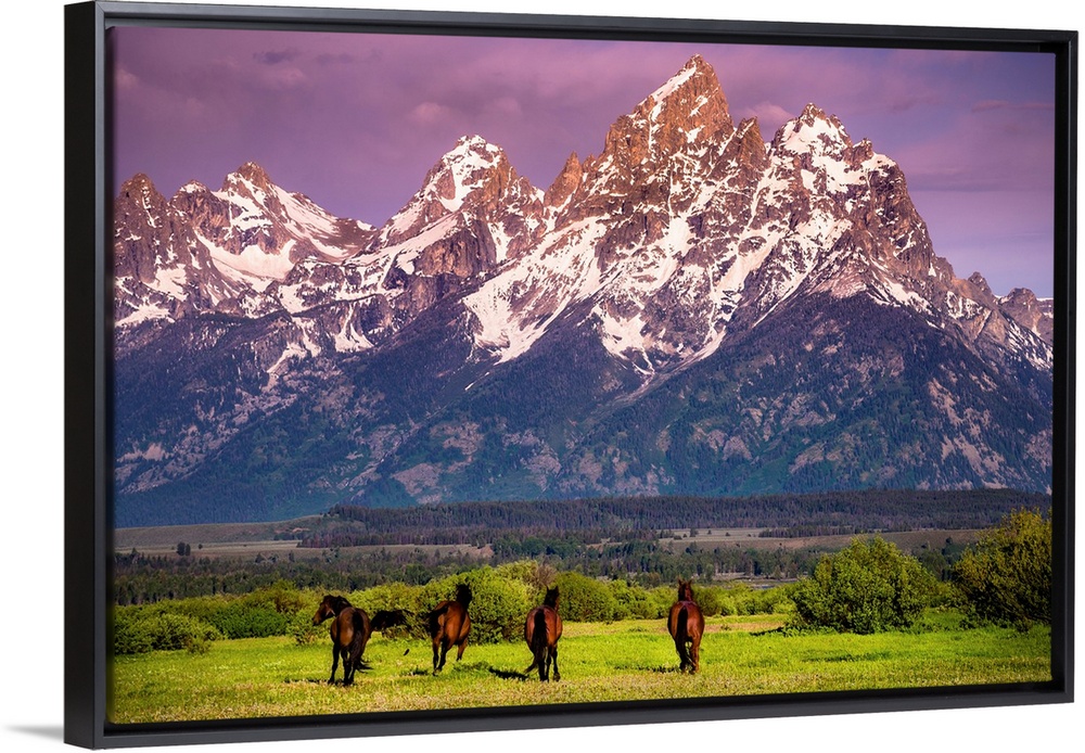 Wild Horses running, Grand Teton National Park, Wyoming