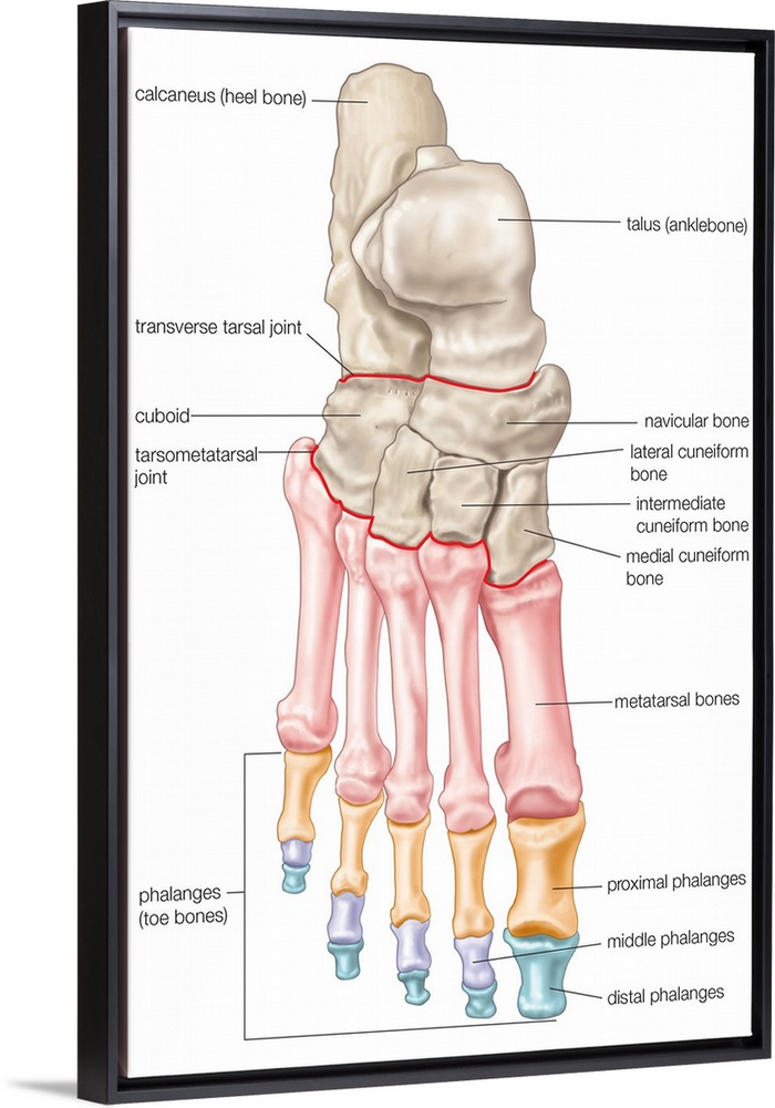 Bones of the foot - dorsal view. skeletal system