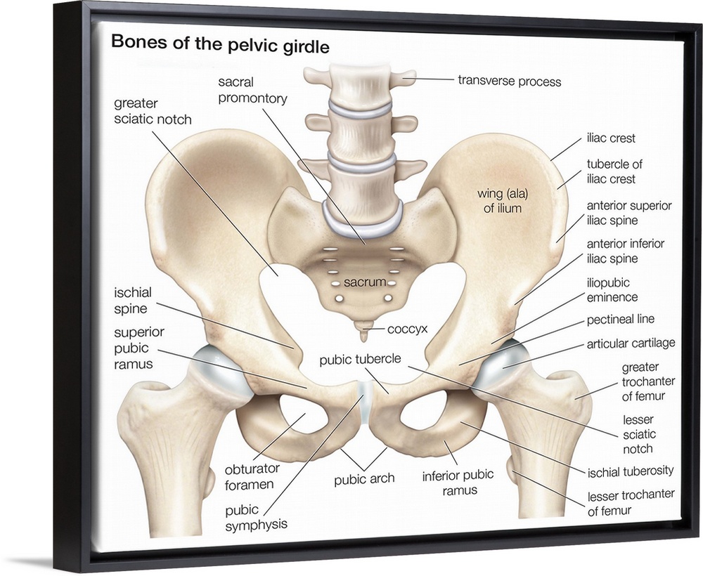 Bones of the pelvic girdle. skeletal system