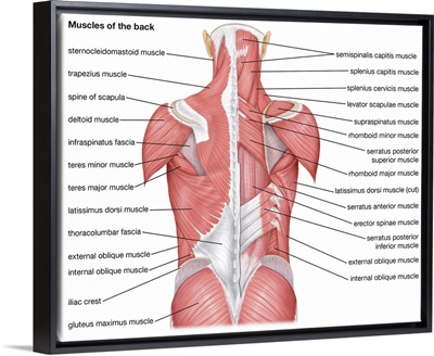 Muscles of the back - posterior view