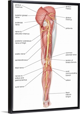 Nerves of the right leg - posterior view. nervous system