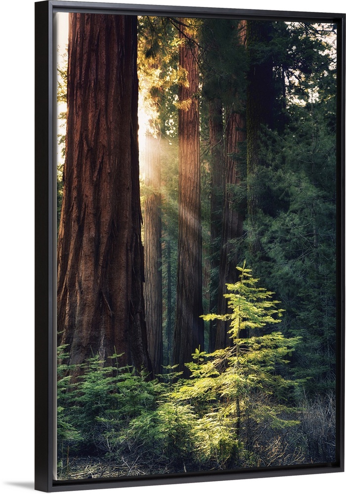 Redwood National Park, California - Sunlit Trees