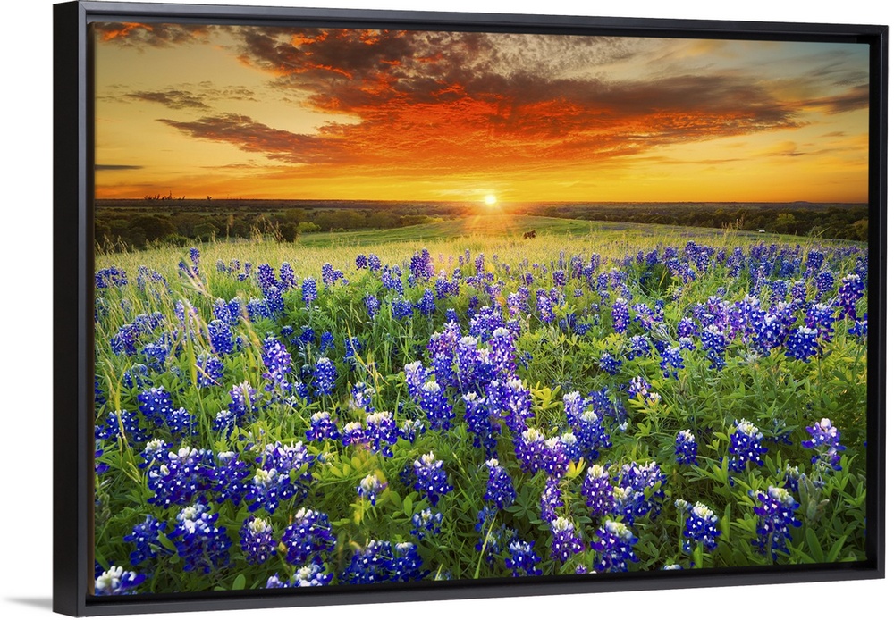 Texas Bluebonnet Flower Field & Sunset