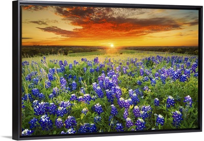 Texas Bluebonnet Flower Field & Sunset