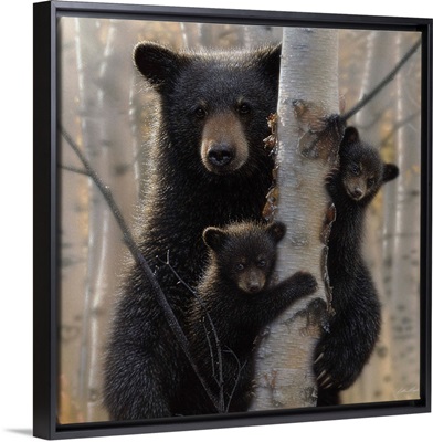 Black Bear Mother and Cubs - Mama Bear