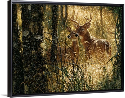 Whitetail Deer - A Golden Moment - Horizontal