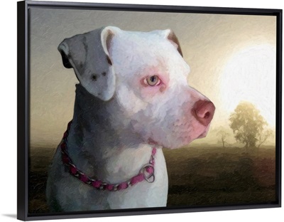 Bull Terrier a Dawn