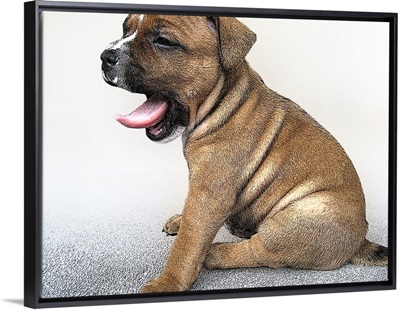 Staffordshire Bull Terrier Puppy, Art Print