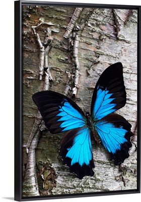 Blue Butterfly on Birch