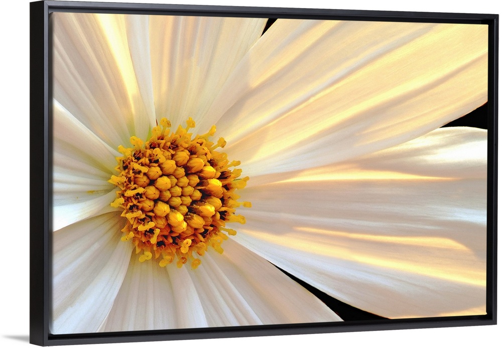 Giant, horizontal close up photograph of a daisy that is sun lit from behind, with white and golden petals.