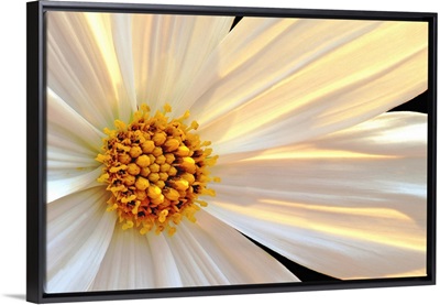 Daisy Detail in Sunlight