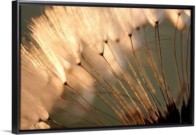 Dandelion Seed Puffs at Sunset