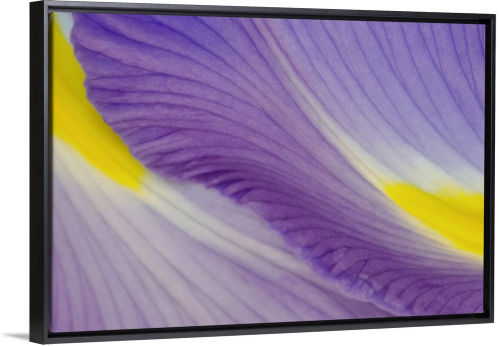 Huge photograph focuses on a close-up of two vividly colored flower petals.