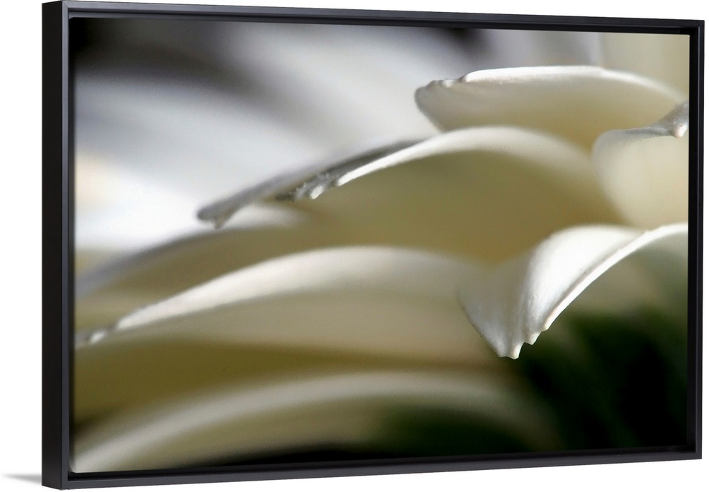 Horizontal home decor of an extreme close up photograph of flower petals on a daisy.