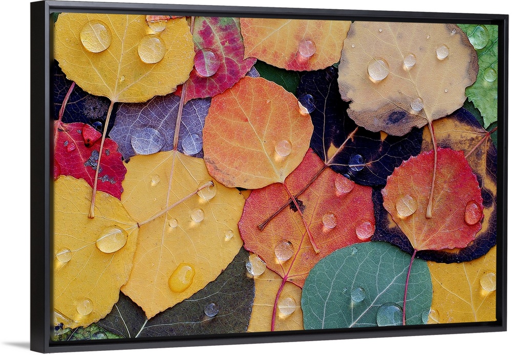 A huge photograph displaying a colorful assortment of rough leaves wet with rain in the Fall.