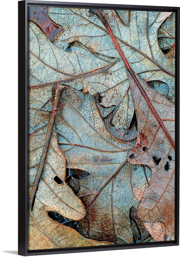 Up-close vertical panoramic photograph of soaked leaves showing their outline and veins.
