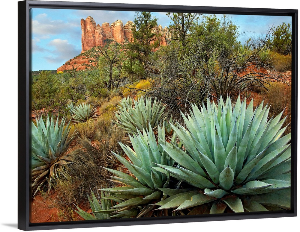 Dessert plants growing in the foreground of this photograph of a famous geographic feature.