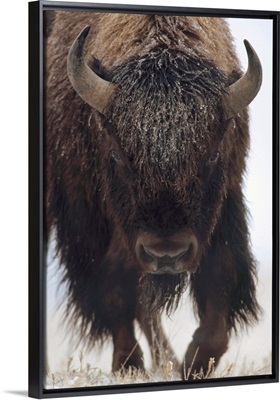 American Bison (Bison bison) portrait in snow, North America