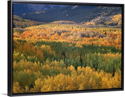 Aspen trees (Populus tremuloides) in fall colors, Gunnison National Forest, Colorado