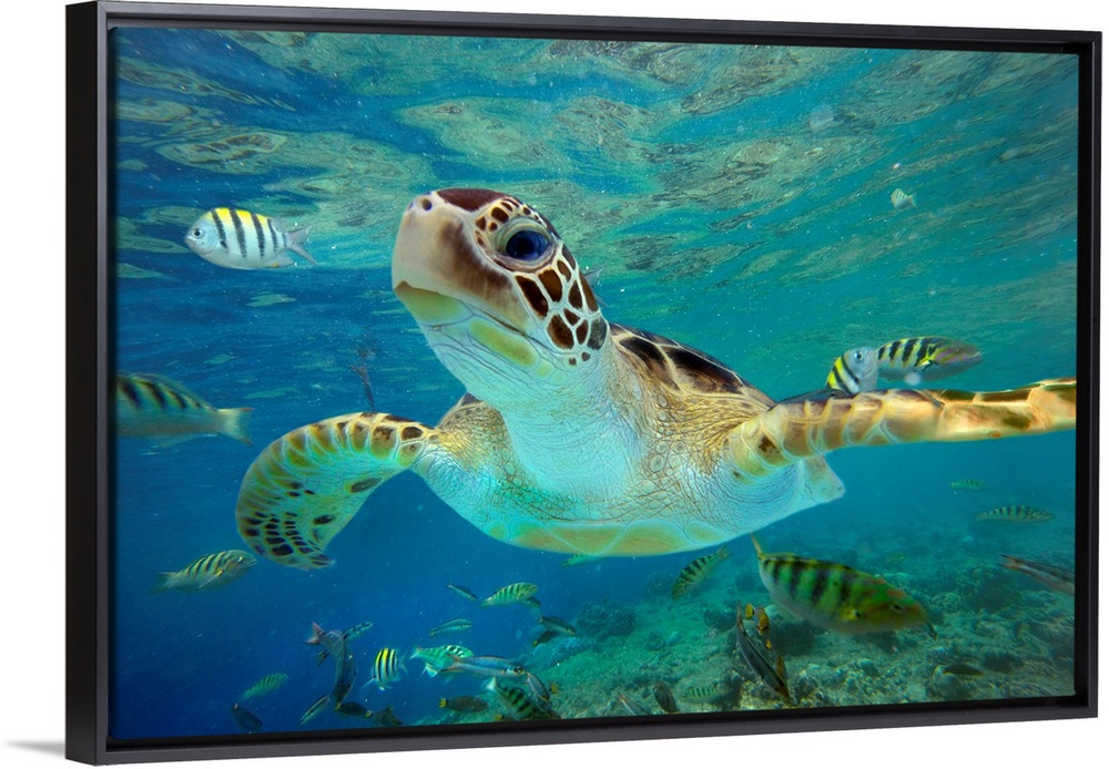 Huge photograph displays a close-up of a tortoise as it swims through a school of fish within a shallow portion of the Pac...