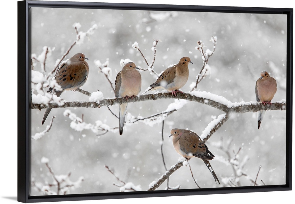 Horizontal, large photograph of five mourning doves on a snow covered branch in Nova Scotia, Canada.