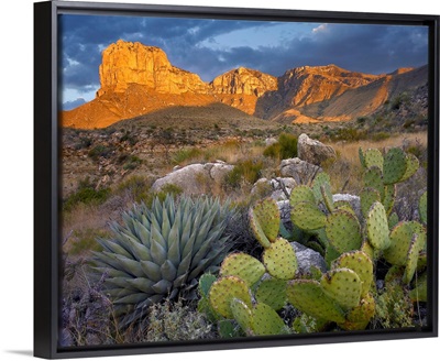 Opuntia cactus and Agave near El Capitan, Chihuahuan Desert, Texas