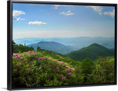 Rhododendron tree flowering, Blue Ridge Parkway, North Carolina