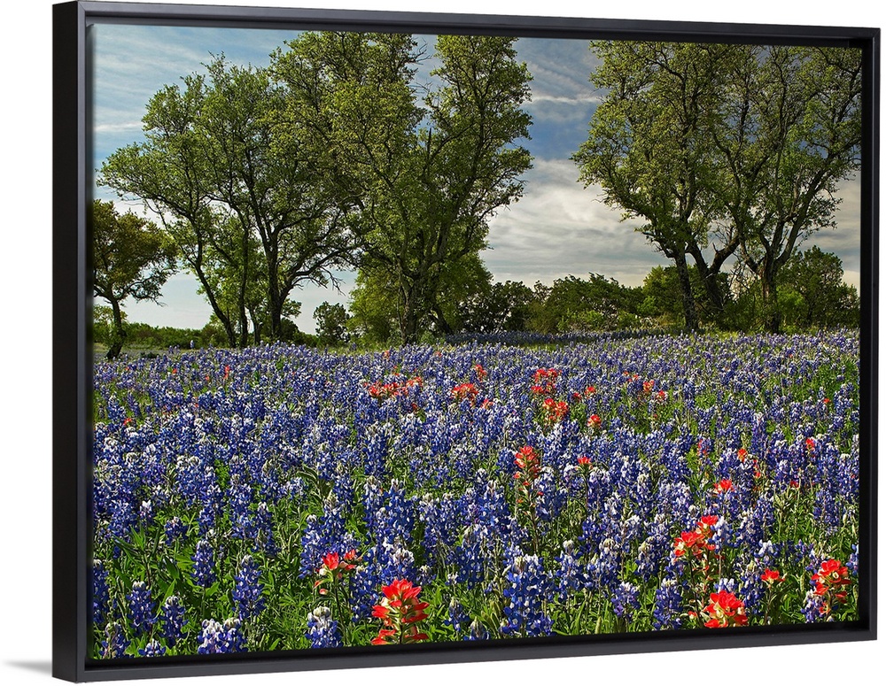 Huge photograph shows a field covered with brightly colored flowers extending throughout the entire picture.  In the middl...