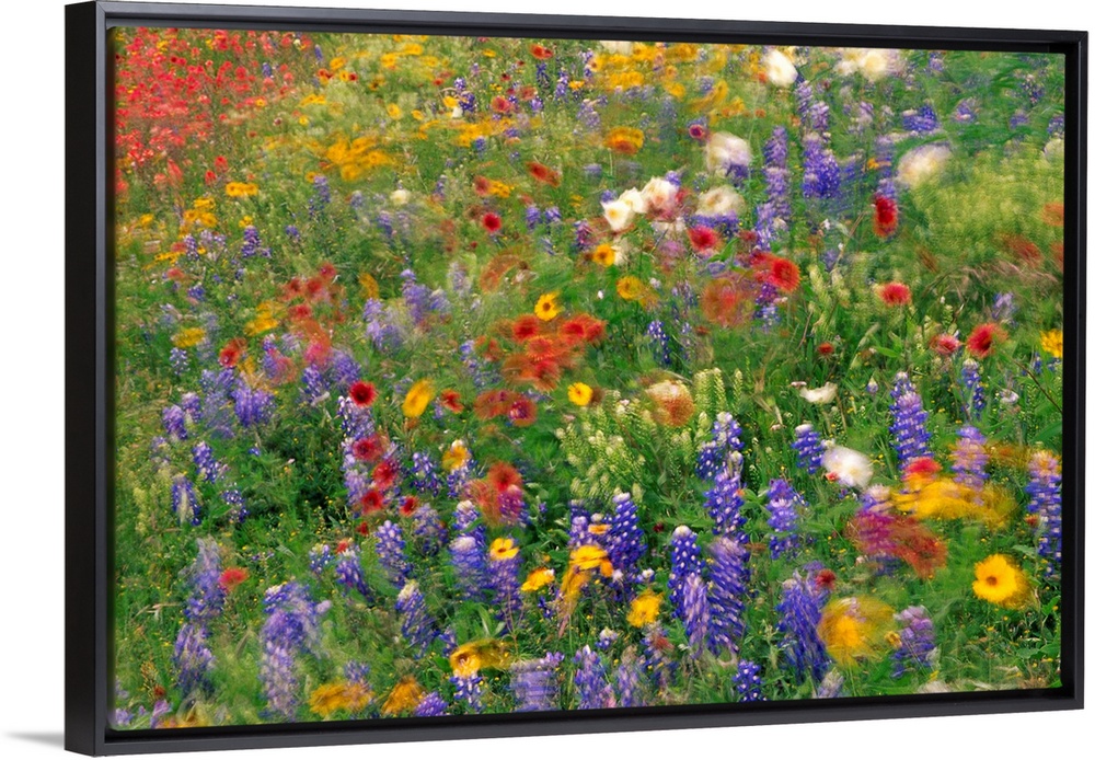 Photograph of brightly colored flowers and tall grass swaying in the breeze with a blurred effect.