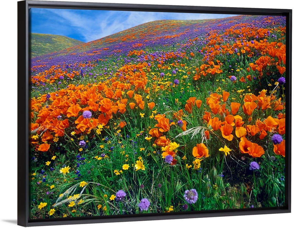 This photograph is a color landscape of California Poppies (Eschscholzia californica) and other blooms covering a hill in ...