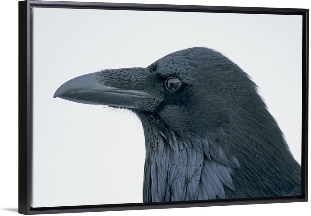Animal Photo Bird Crow Raven Giant Wall Canvas Art Print