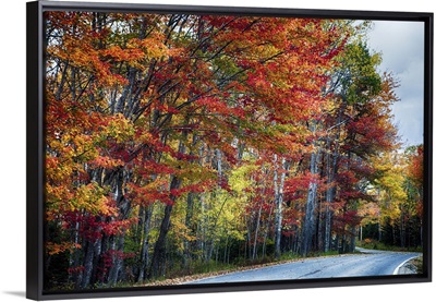 Acadia Fall Scenic