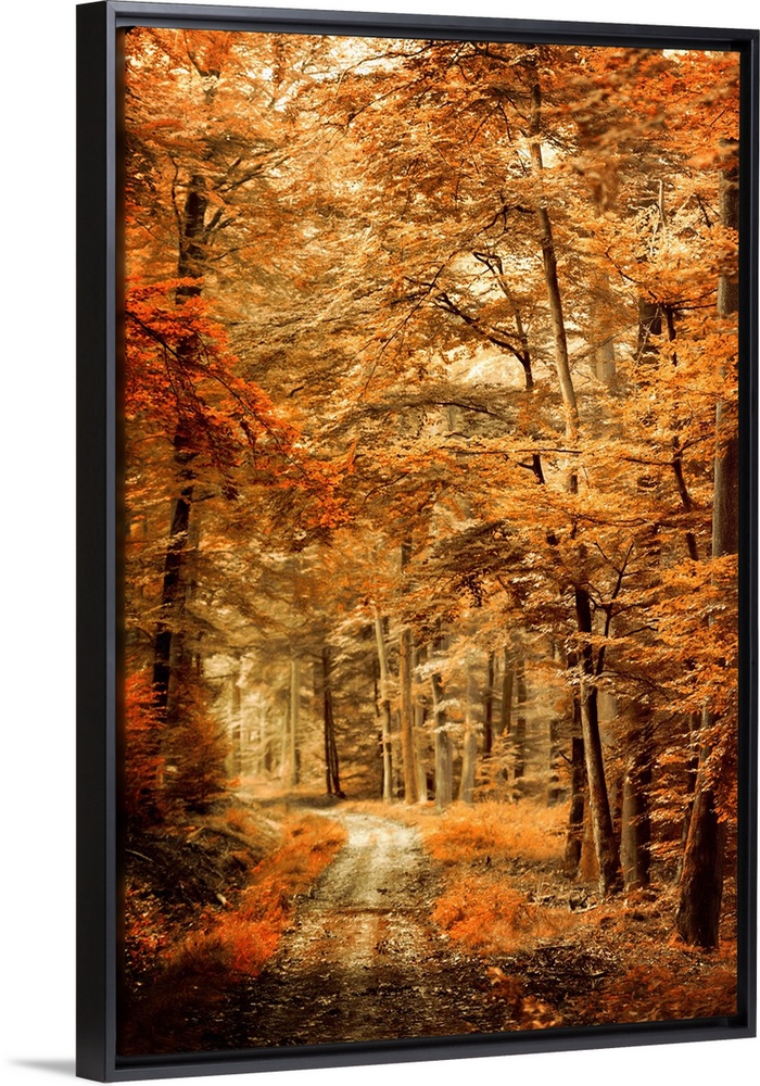 Photograph of an Autumn landscape with a path through woods with orange leaves and a shallow depth of field.