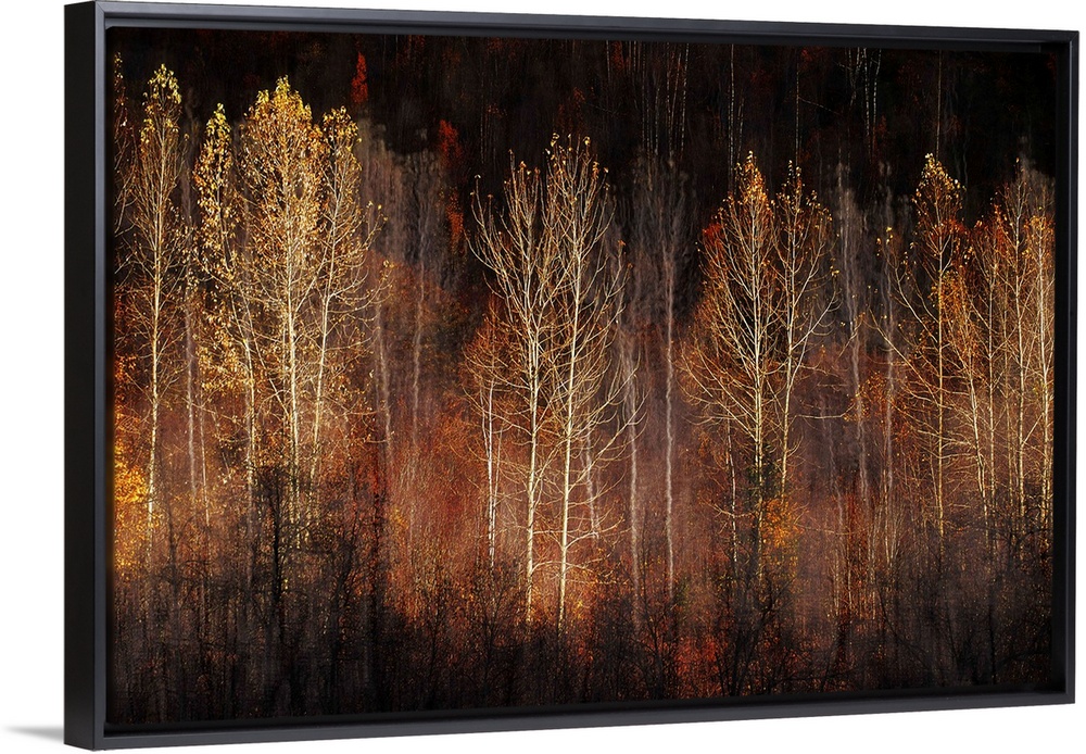 Abstract interpretation of a group of trees in late Fall