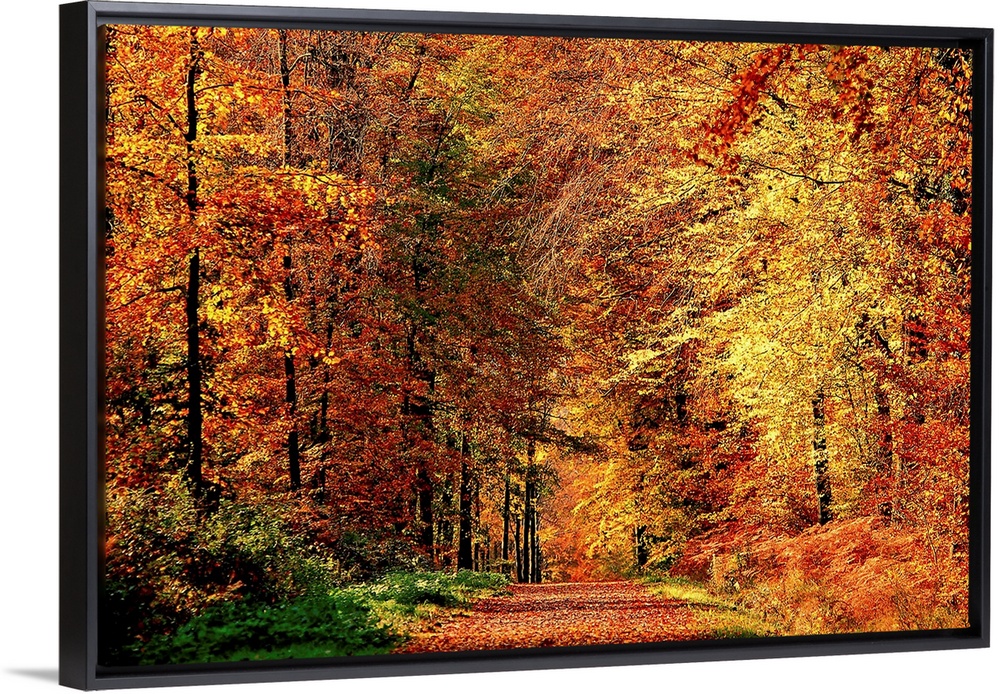 A road that becomes a tunnel through a forest full of fall colors in this horizontal photograph.