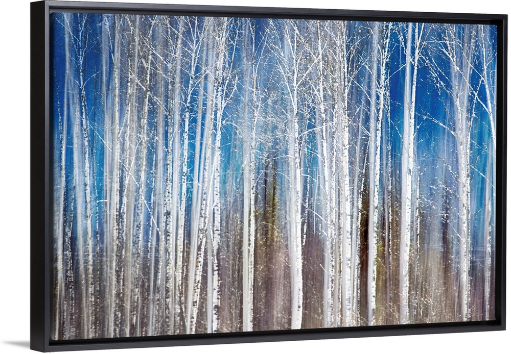 Oversized, landscape painting of a dense forest of thin birch trees with bare branches, on a streaky background of ground ...