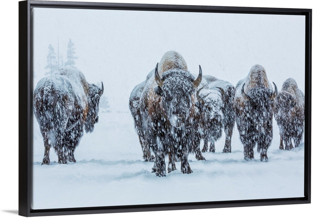 A small herd of bison covered in snow in the winter in Yellowstone National Park, Wyoming.