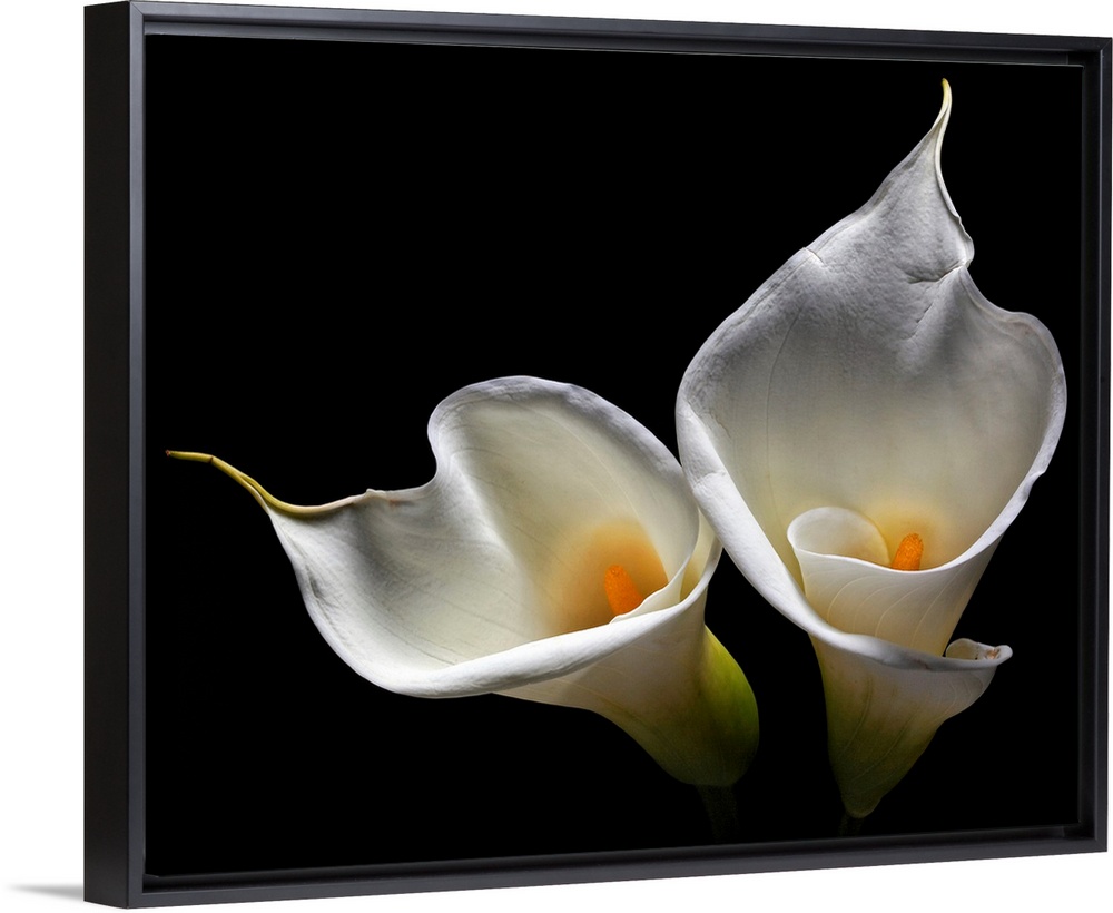 Oversized art of two lilies against a black background.
