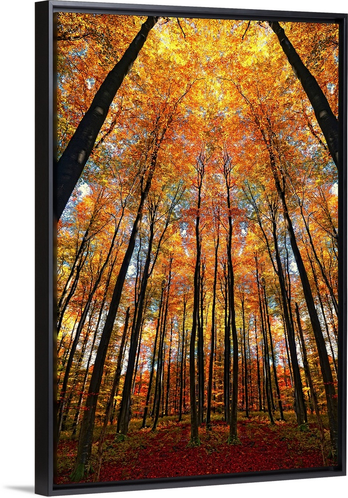 A dramatic photographic scene of slender silhouettes of trees towering above the viewer and a canopy of flame colored leav...