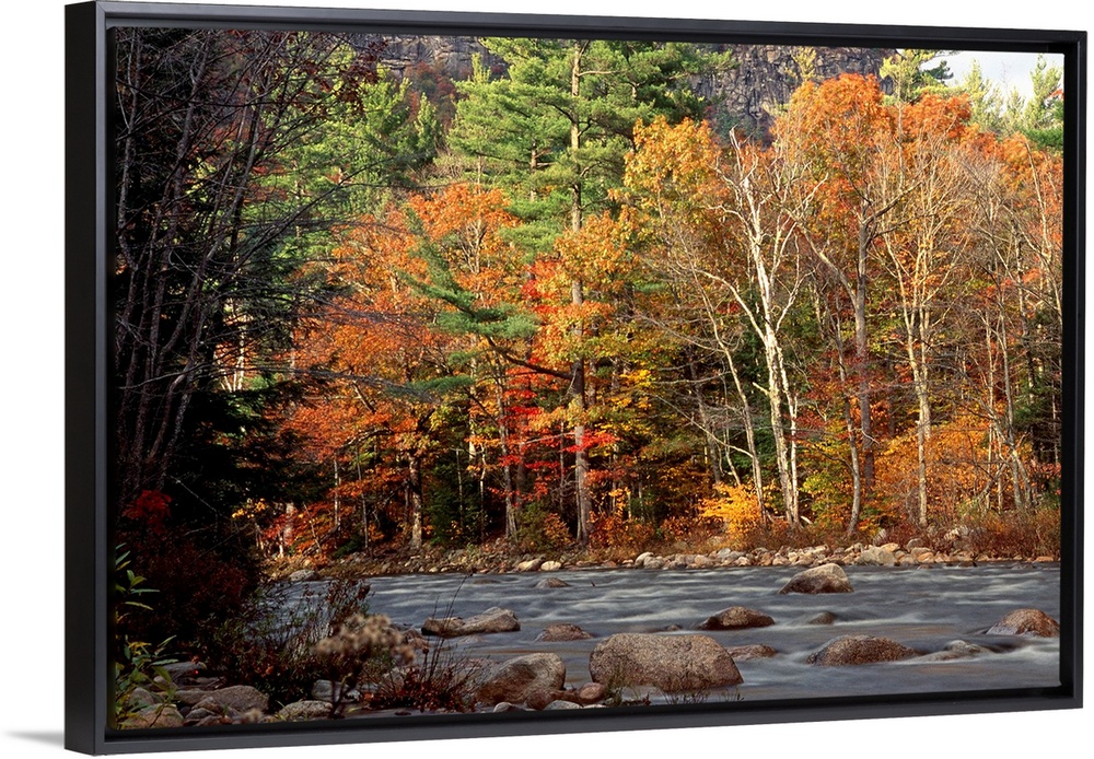 Huge photograph displays the Swift River within White Mountains National Forest in New Hampshire surrounded by a dense for...