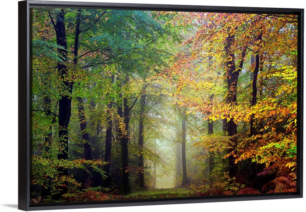 Fine art photo of a path through the misty woods in the fall.