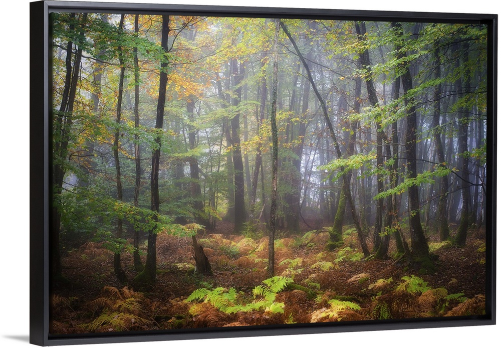 Colorful leaves on a rainy, misty day in a temperate forest.