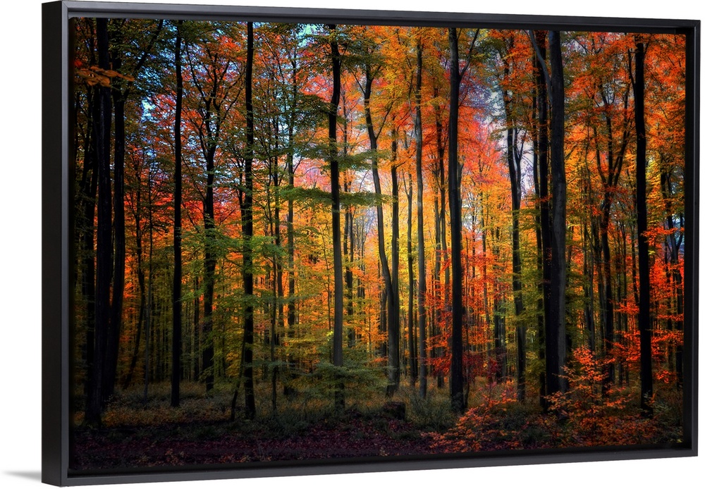 Wall art of a landscape photograph of slender, straight trees in a forest with a rainbow of autumn colored leaves.