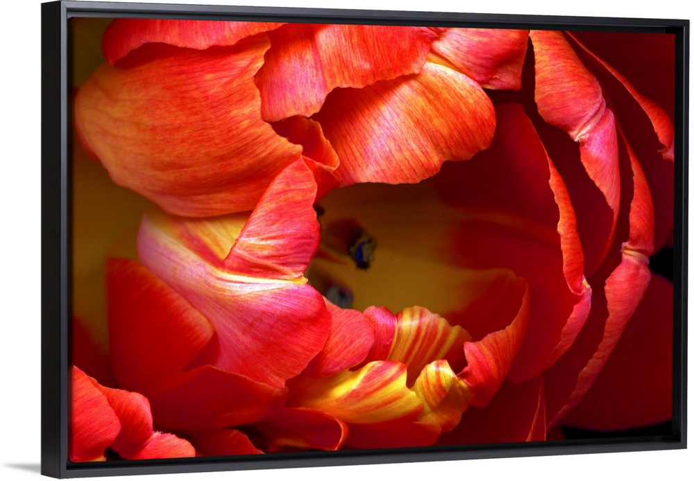 Huge photograph focuses on a close-up of the brightly colored petals on a tulip flower.